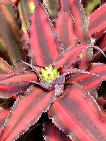 cushion bush plant Leucophyta Brownii