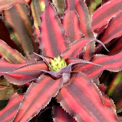 flowers of the red star bromeliad