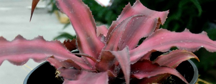 thorns on the leaves of Cryptanthus Bivittatus
