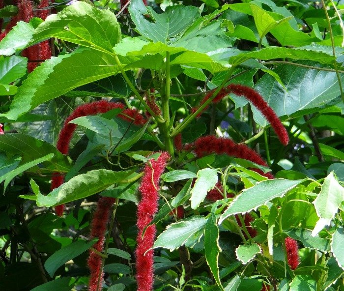 Chenille plant is also called cat's tail.