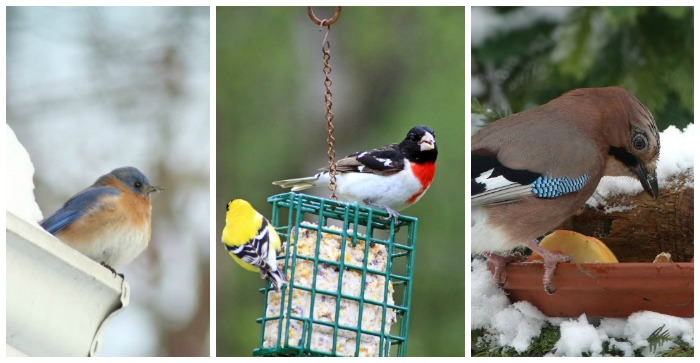 Attracting Birds in Winter - Bird Feeding Tips for the Colder Months