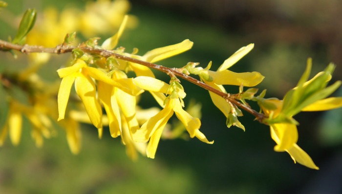 Prune forsythia after the blooms start to fade in spring.