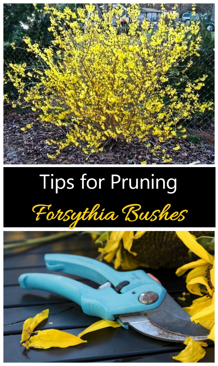 Pruning forsythia is needed if you want lots of flowers and the lovely arching shape. #pruningforsythia #trimforsythiabushes