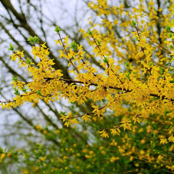 Pruning forsythia helps the plant to be managed
