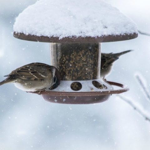 Feeding Tips for Birds