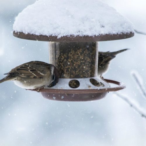 Attracting Birds to Your Yard in Winter - Tips to Attract Wild Birds
