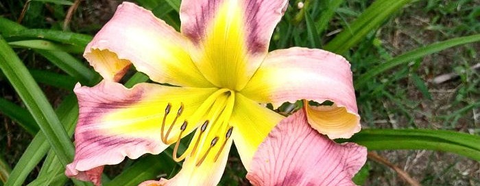 Cascade petal type of daylily Earth Wind and Fire