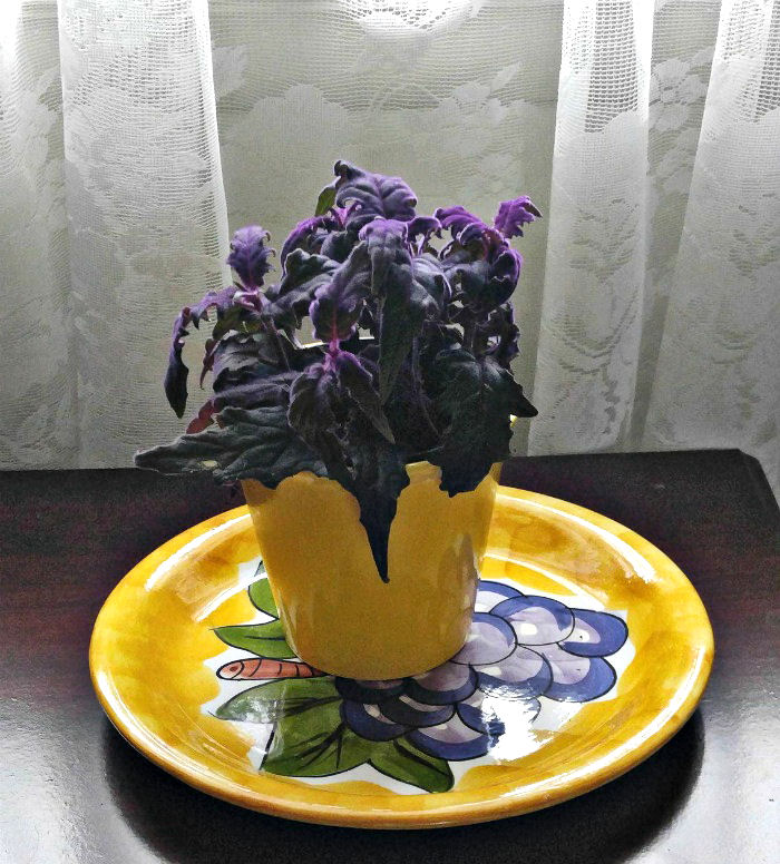 Filtered light for purple velvet plant