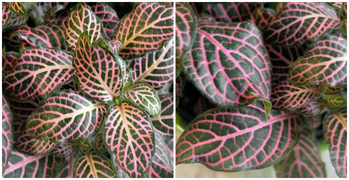Pink veins of fittonia albivenis