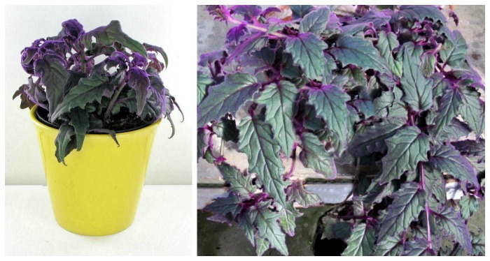Growth habits of velvet plant
