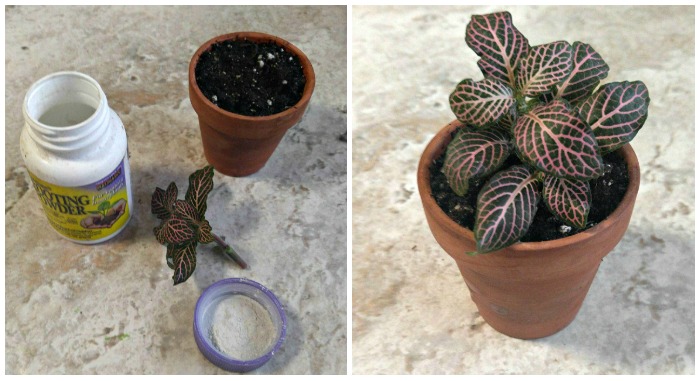 Propagating Fittonia albivenis from stem cuttings