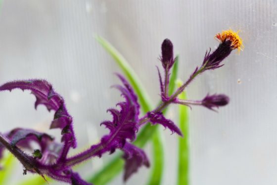 Purple Passion Plant (Gynura Aurantiaca) - Growing Purple Velvet Plants