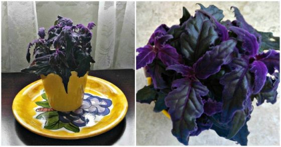 Low Light Indoor Plants House Plants That Thrive in