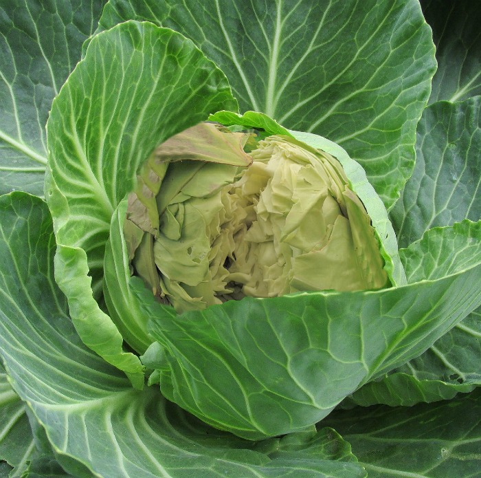 split cabbage head caused by heavy rains