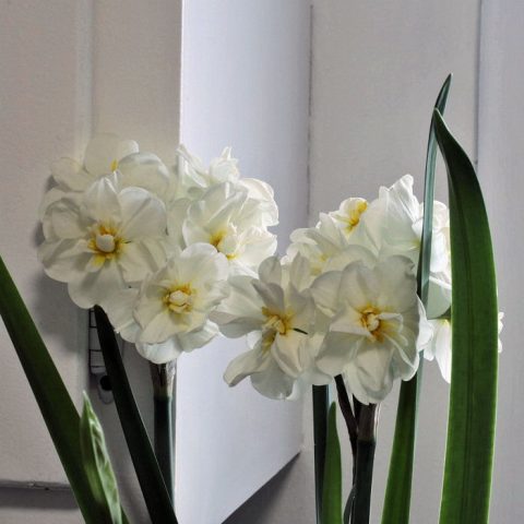 Narcissus Tazetta Ziva Paperwhites 6 Large Healthy Bulbs 16/"-20/" Indoor Flowers
