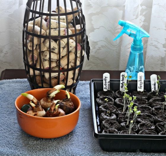 Forcing Paperwhites How to Force Paperwhite Narcissus Bulbs