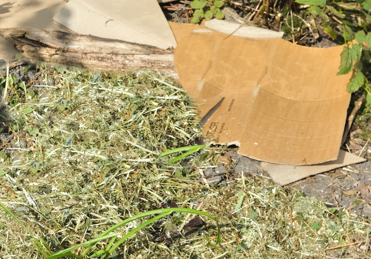 Cardboard in a garden covered in mulch to make a lasagna garden bed.
