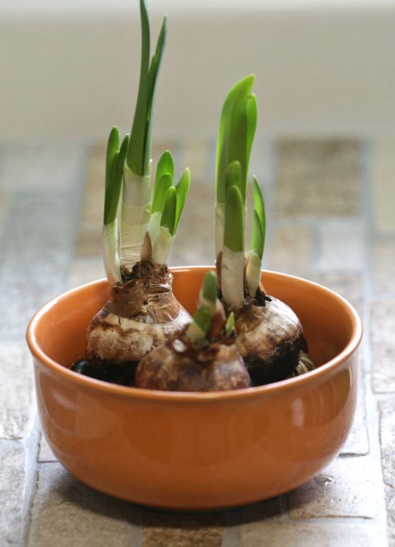 Forcing Paperwhites How to Force Paperwhite Narcissus Bulbs