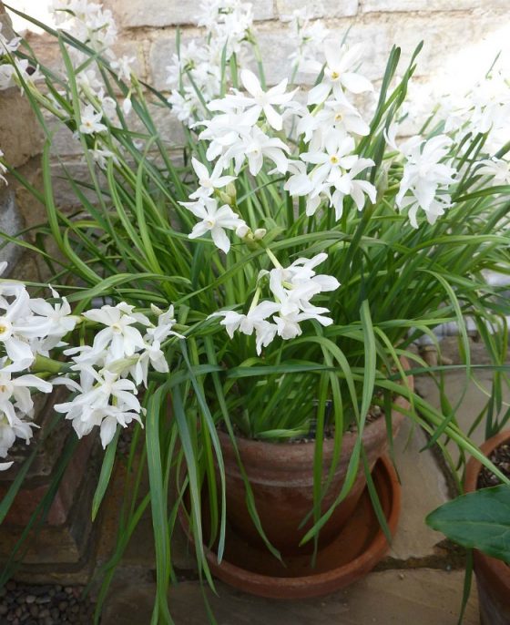Forcing Paperwhites How to Force Paperwhite Narcissus Bulbs