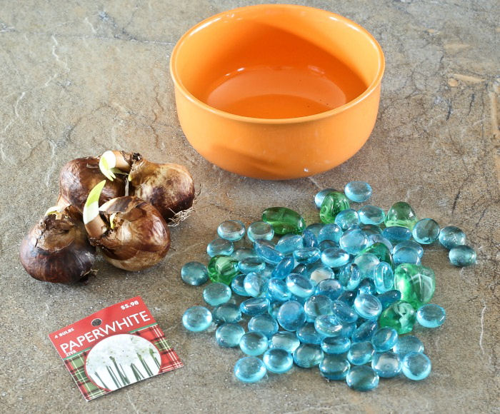 Supplies for forcing paper white narcissus bulbs