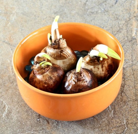 Forcing Paperwhites How to Force Paperwhite Narcissus Bulbs