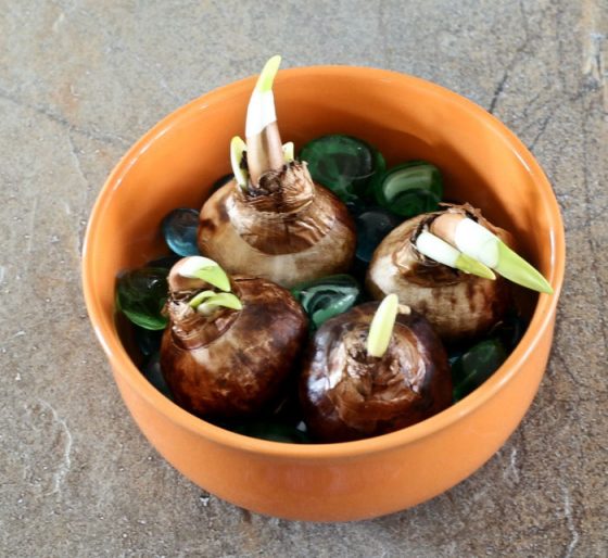 Forcing Paperwhites How to Force Paperwhite Narcissus Bulbs