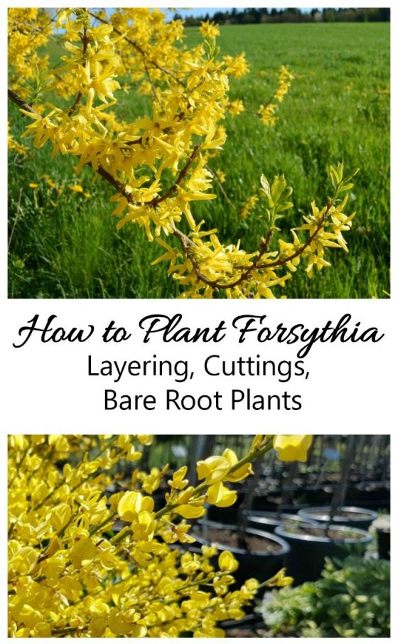 Planting Forsythia Tips Timing And Varieties For Beautiful Blooms