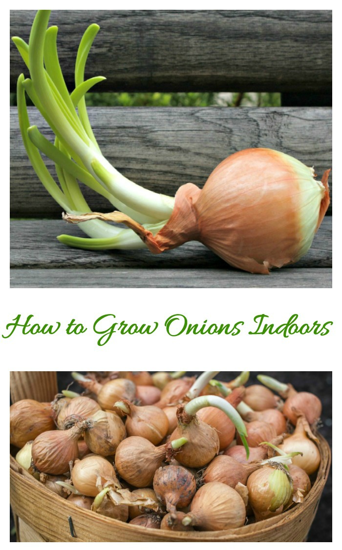 How to grow onions indoors collage