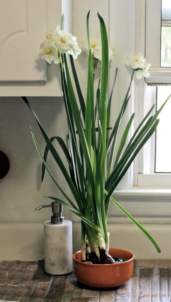 Forcing Paperwhites How to Force Paperwhite Narcissus Bulbs