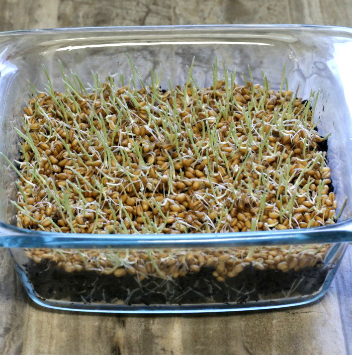 Sprouted wheatgrass seeds