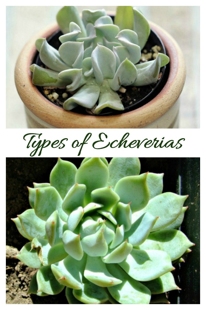 Types of Echeverias