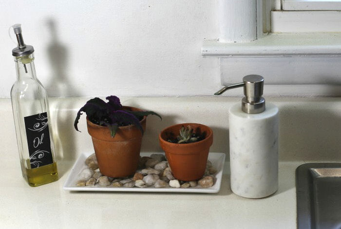 Plant cuttings on a humidity tray in bright sunlight