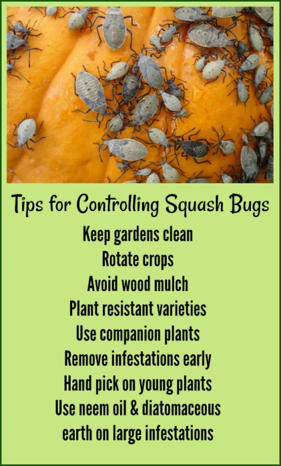 Control Squash Bugs 10 ways How to Kill Squash Bugs