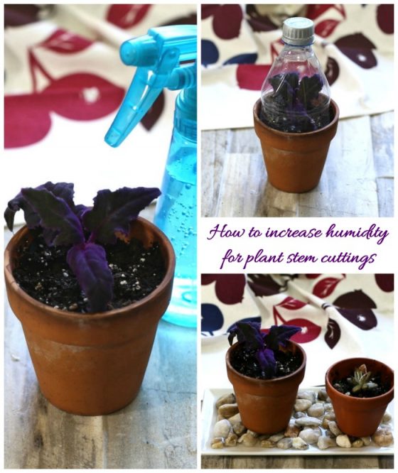 Purple Passion Plant Cuttings How to Propagate Gynura Aurantiaca