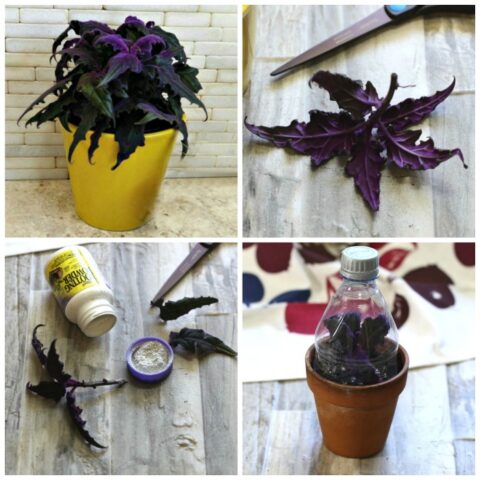 Taking cuttings from a purple passion plant