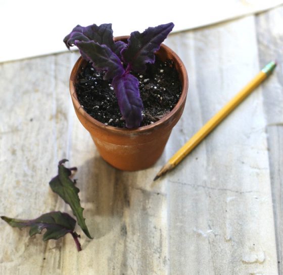 Purple Passion Plant Cuttings How to Propagate Gynura Aurantiaca