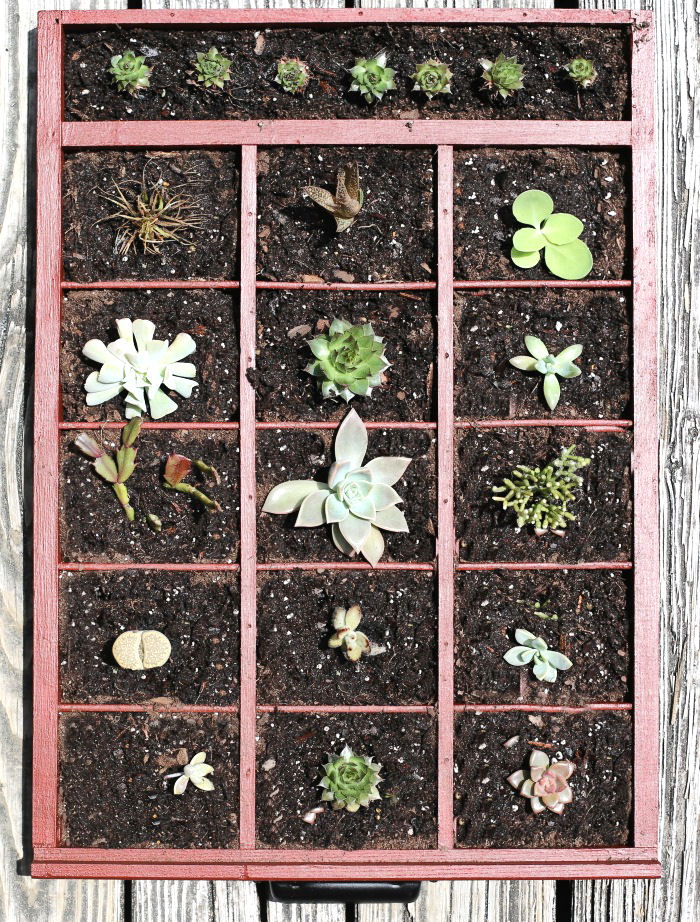 DIY succulent planter box