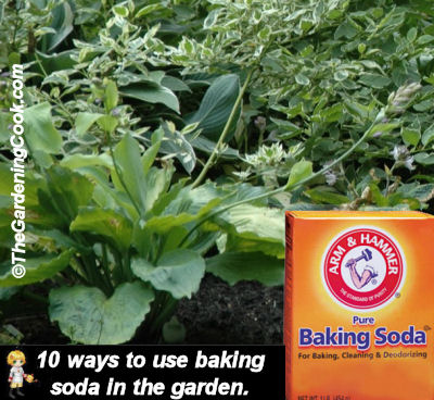 Box of baking soda with vegetables with words 10 ways to use baking soda in the garden. 