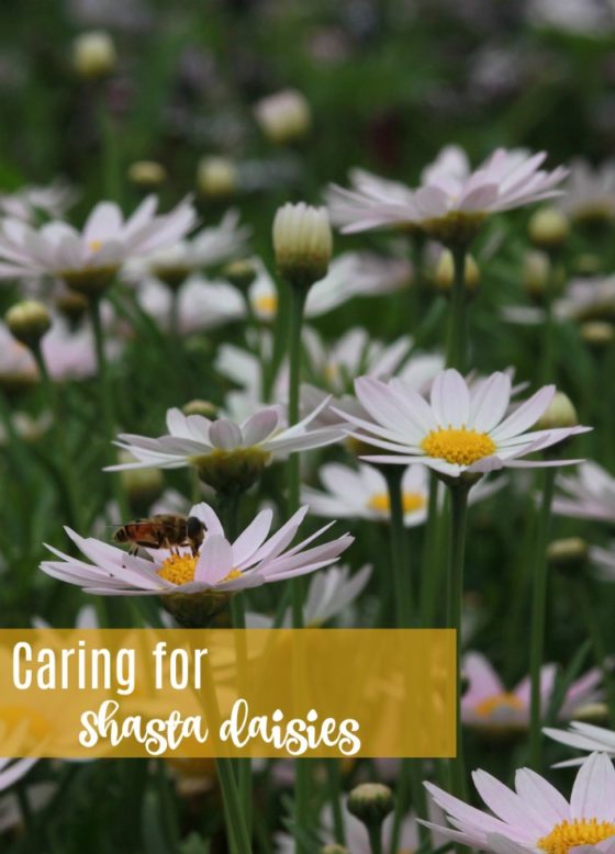 14 tips to Make Caring for Shasta Daisies a Breeze