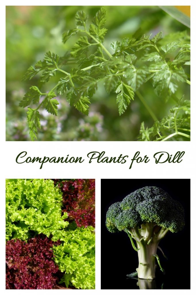 Growing Dill Planting, Storing and Harvesting Dill Weed