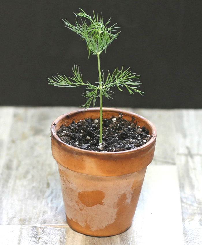 Baby dill plant