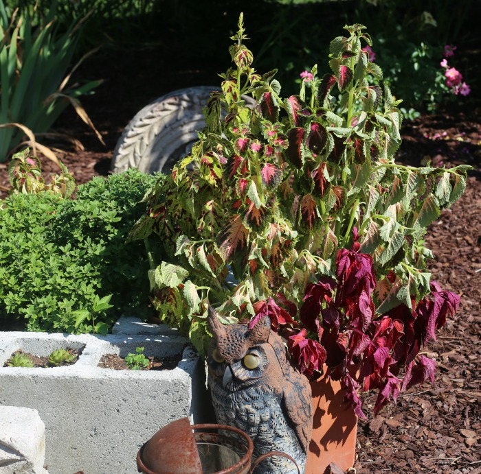 Coleus plant that is drooping from the summer heat.