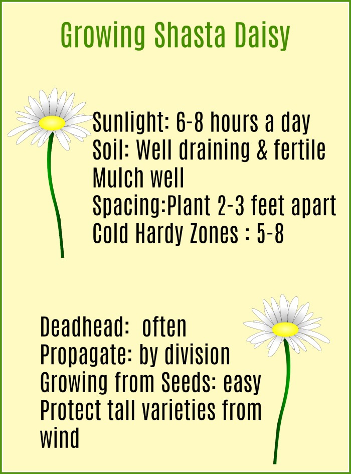 Printable for the care of Shasta Daisies