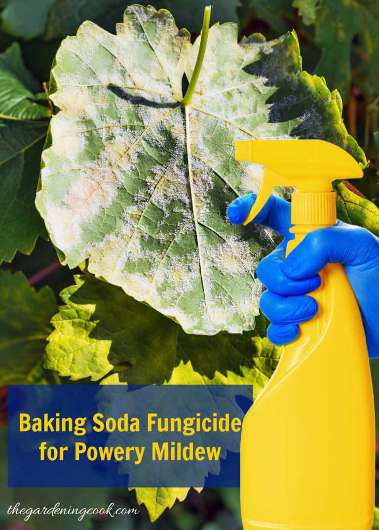 Baking Soda for Plants 20 Clever Uses for Baking Soda in the Garden