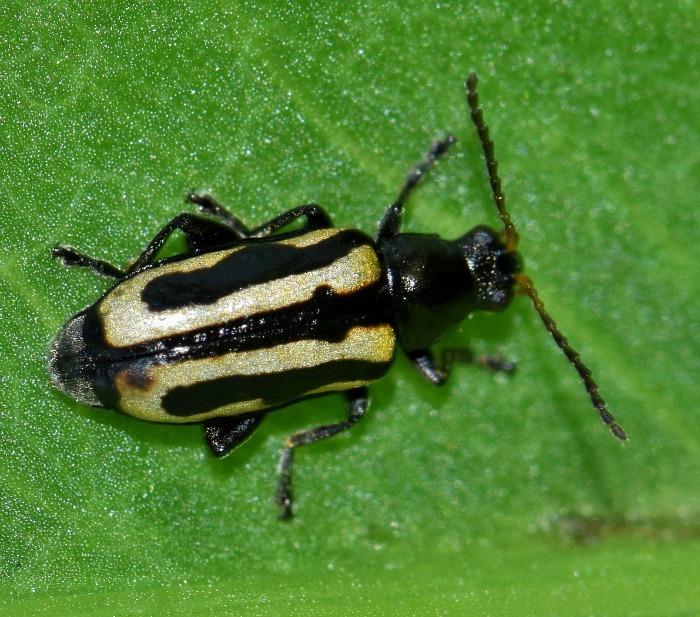 Striped flea beetles can eat 100s of holes in the leaves of rutabagas