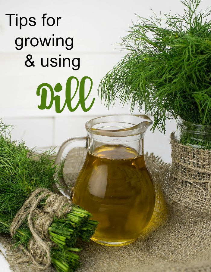 Tips for growing and using dill