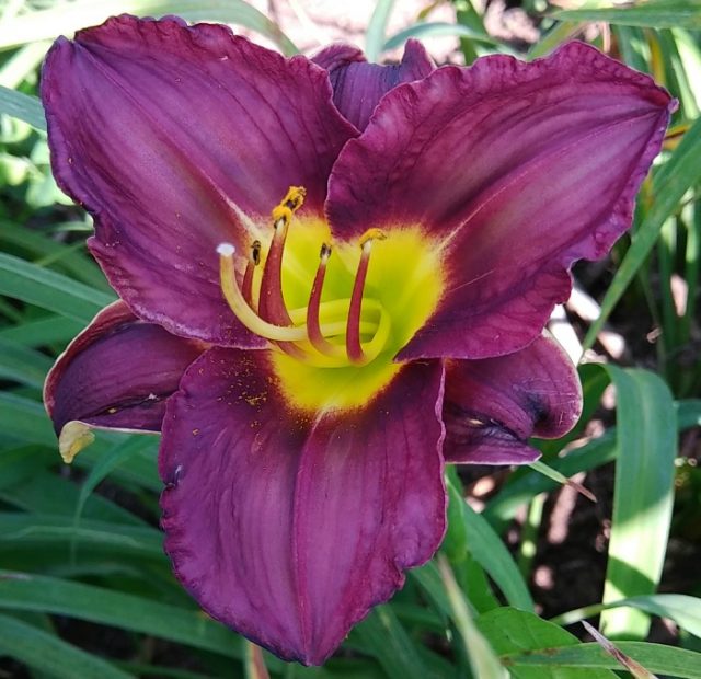 Daylilies at Wildwood Farms VA Join me for a Daylily Tour
