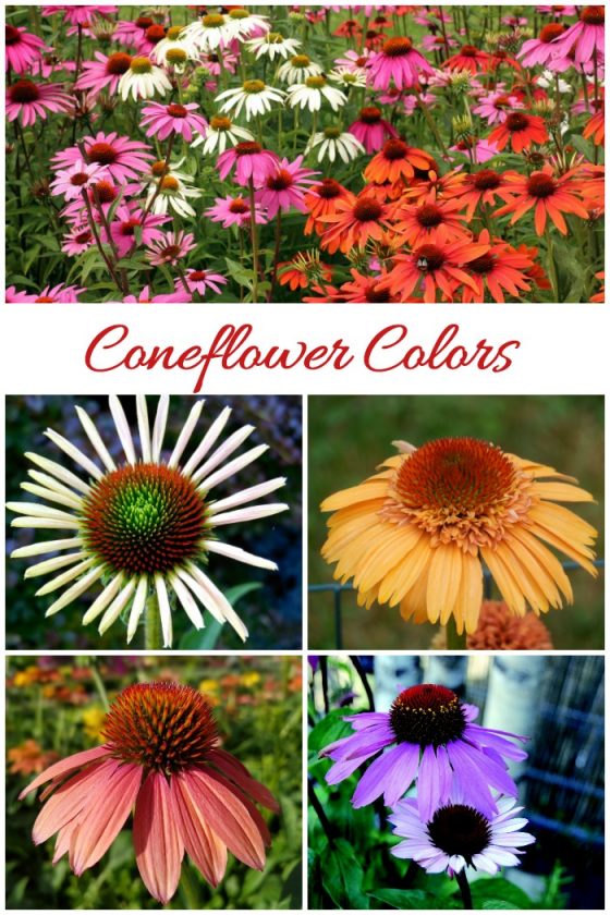 Growing Echinacea How to Care for Purple Coneflowers