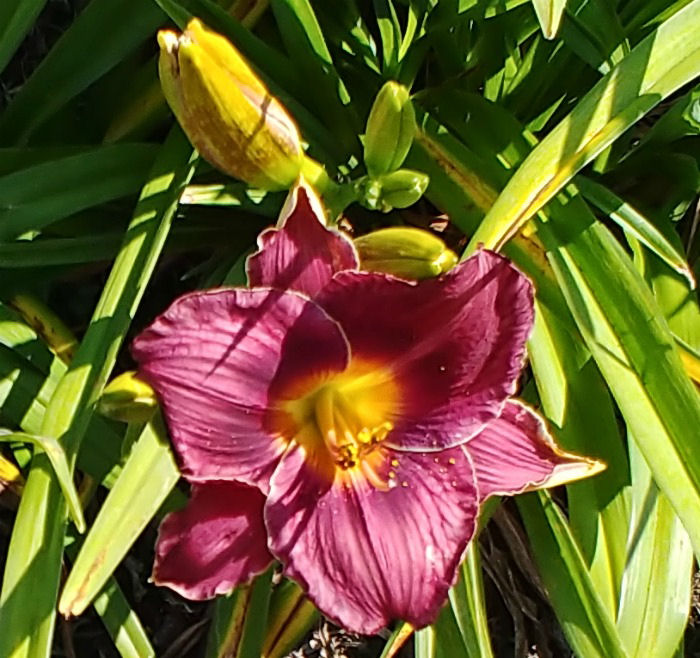 Etruscan Tomb Daylily