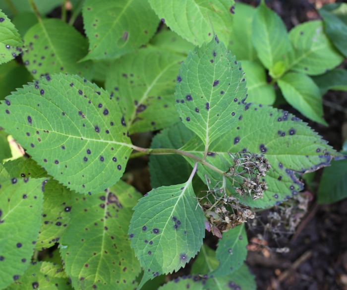 Leaf spot on hydrangea